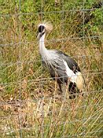 Grue demoiselle de Numidie, Demoiselle crane, Anthropoides virgo (Photo F. Mrugala) (2)